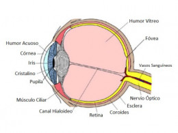 Anatomía del Ojo